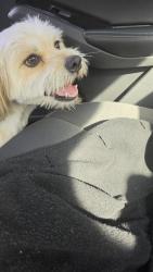 Found/Stray Male Dog last seen Douglas Road, Miramar, FL 33025