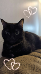 Reunited Female Cat last seen Empire Street, London, ON N5Y 1G6