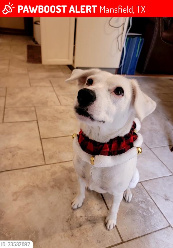 Lost Female Dog last seen Fort worth and wisteria, Mansfield, TX 76063