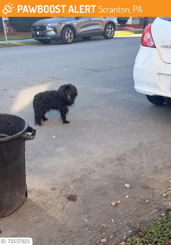 Found/Stray Unknown Dog last seen Connors park, Scranton, PA 18505
