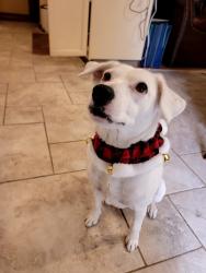 Lost Female Dog last seen Fort worth and wisteria, Mansfield, TX 76063