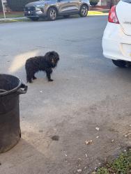 Found/Stray Unknown Dog last seen Connors park, Scranton, PA 18505