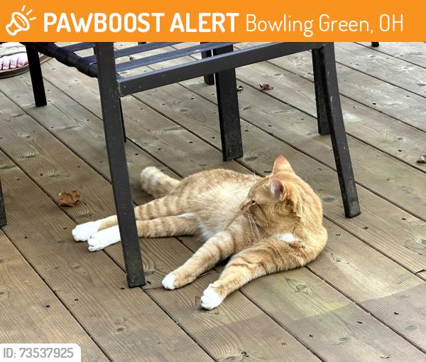 Found/Stray Male Cat last seen Cobblestone Drive, Bowling Green, OH 43402