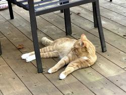 Found/Stray Male Cat last seen Cobblestone Drive, Bowling Green, OH 43402