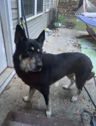 Found/Stray Female Dog last seen East bay street, Barrow County, GA 30548