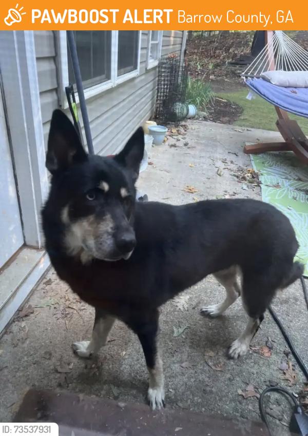 Found/Stray Female Dog last seen East bay street, Barrow County, GA 30548