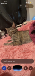 Lost Female Cat last seen Near Seventh Ave Troy, NY 12180 United States, Troy, NY 12180