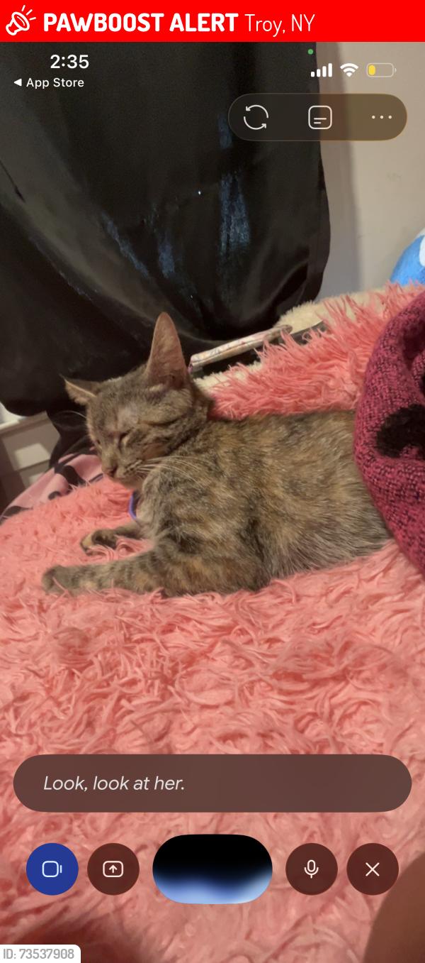 Lost Female Cat last seen Near Seventh Ave Troy, NY 12180 United States, Troy, NY 12180