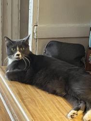 Lost Female Cat last seen West 117 and western, Cleveland, OH 44102