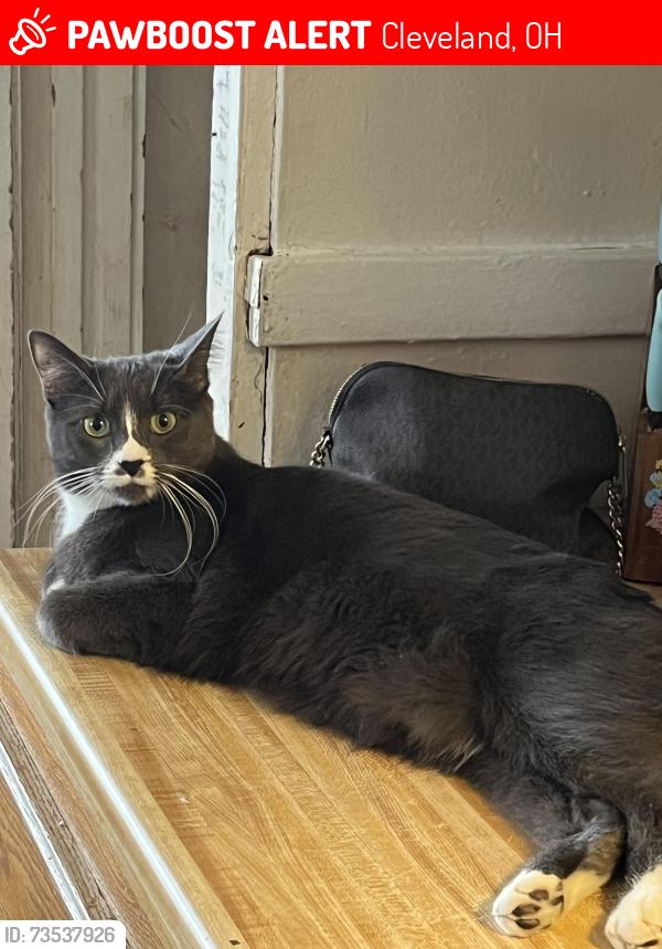 Lost Female Cat last seen West 117 and western, Cleveland, OH 44102
