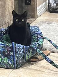 Lost Female Cat last seen Point Lookout Dr, Houston, TX 77058