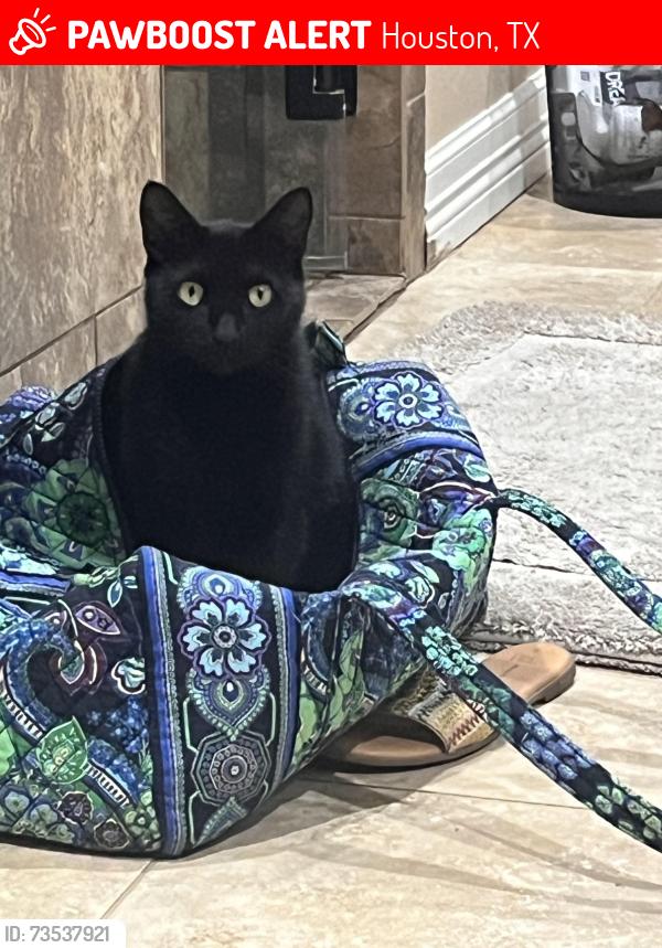 Lost Female Cat last seen Point Lookout Dr, Houston, TX 77058