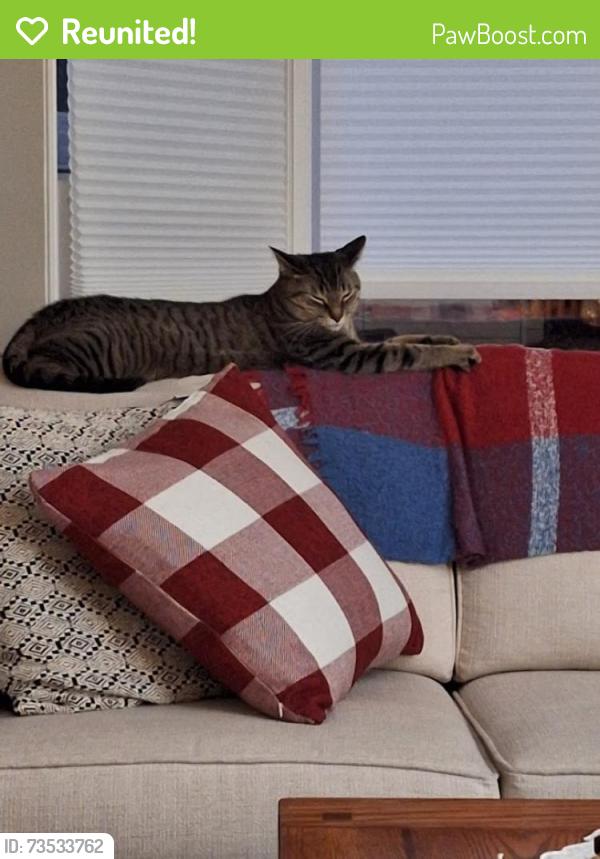 Reunited Male Cat last seen Melville Street and Napiers St in old Dundas, Hamilton, ON L9H 2A9