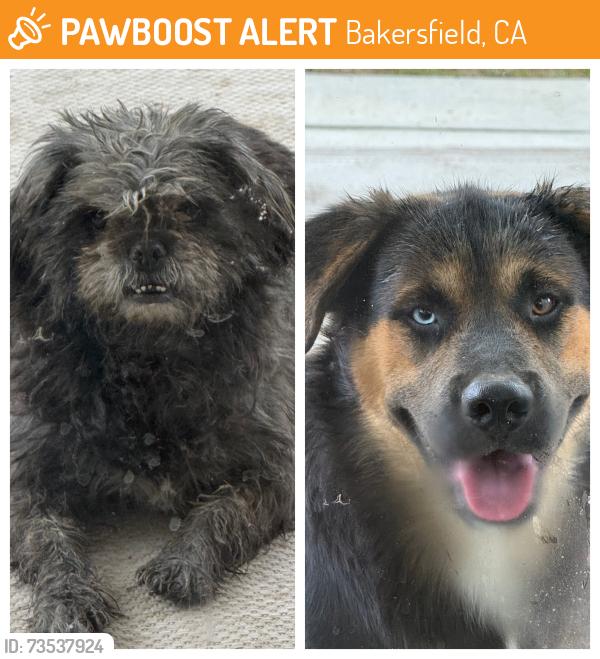 Found/Stray Unknown Dog last seen Hwy 58, Bakersfield, CA 93307