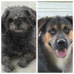 Found/Stray Unknown Dog last seen Hwy 58, Bakersfield, CA 93307