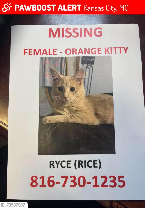 Lost Female Cat last seen N liberty st, Kansas City, MO 64118