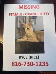 Lost Female Cat last seen N liberty st, Kansas City, MO 64118