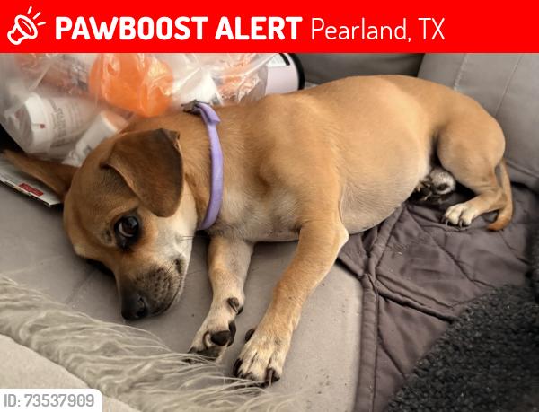 Lost Male Dog last seen Jax Burgers Pearland, Pearland, TX 77584