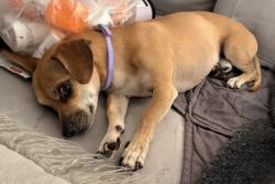 Lost Male Dog last seen Jax Burgers Pearland, Pearland, TX 77584