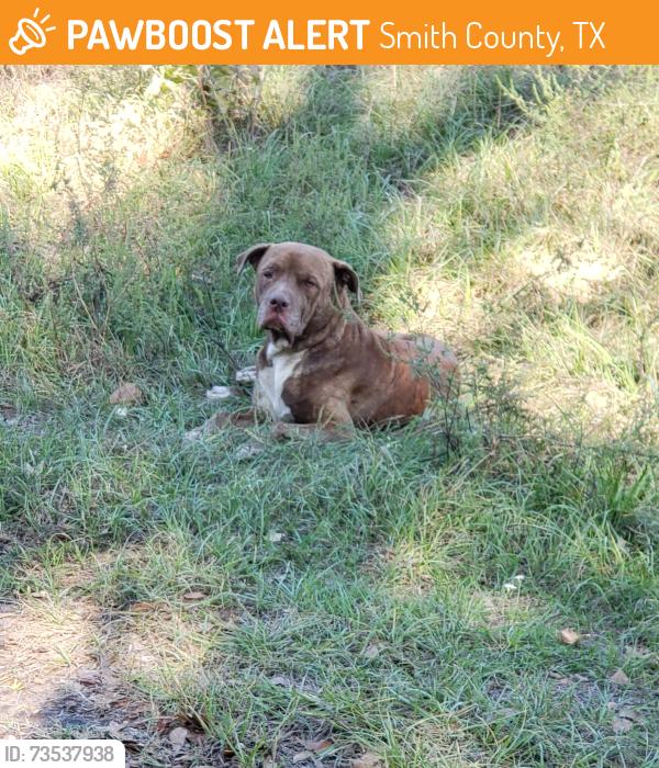 Found/Stray Male Dog last seen Rural area in the S curve, Smith County, TX 75708