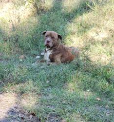Found/Stray Male Dog last seen Rural area in the S curve, Smith County, TX 75708