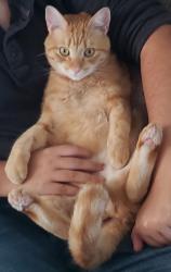 Reunited Male Cat last seen Orchard & Vine St., Wildomar, CA 92595
