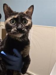 Shelter Stray Female Cat last seen Near BLOCK E 56TH AVE, IRONDALE, CO 80239-2211, UNITED STATES, 1241 W Bayaud Ave, Denver, CO 80223, USA