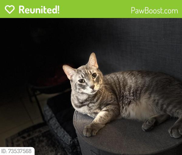 Reunited Male Cat last seen 35th ave & deer valley, Glendale, AZ 85310