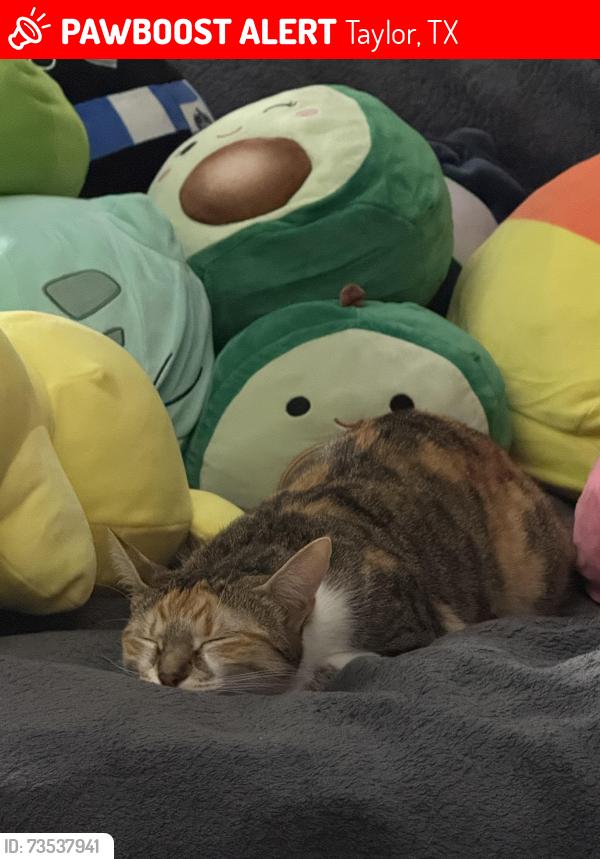 Lost Female Cat last seen Hidden meadow, Taylor, TX 76574