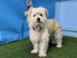Shelter Stray Male Dog last seen , 216 W Victoria St, Gardena, CA 90248, USA