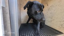 Shelter Stray Male Dog last seen Near BLOCK LONGWORTH ST, DETROIT, MI 48209, 1431 E Ferry St, Detroit, MI 48211, USA