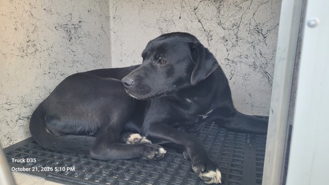 Shelter Stray Female Dog last seen Near BLOCK LONGWORTH ST, DETROIT, MI 48209, 1431 E Ferry St, Detroit, MI 48211, USA