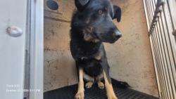Shelter Stray Female Dog last seen Near BLOCK LONGWORTH ST, DETROIT, MI 48209, 1431 E Ferry St, Detroit, MI 48211, USA
