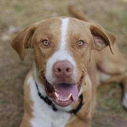 Shelter Stray Male Dog last seen NW 36TH ST AND COYOL ST, 4710 TX-151, San Antonio, TX 78227, USA