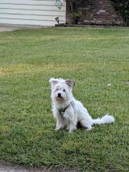 Reunited Unknown Dog last seen Near Seneca Rd, Savannah, GA 31406, USA, Savannah, GA 31406