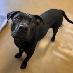 Shelter Stray Male Dog last seen , 4710 TX-151, San Antonio, TX 78227, USA