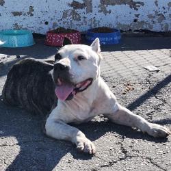 Shelter Stray Female Dog last seen Near BLOCK W HWY 90, 4710 TX-151, San Antonio, TX 78227, USA