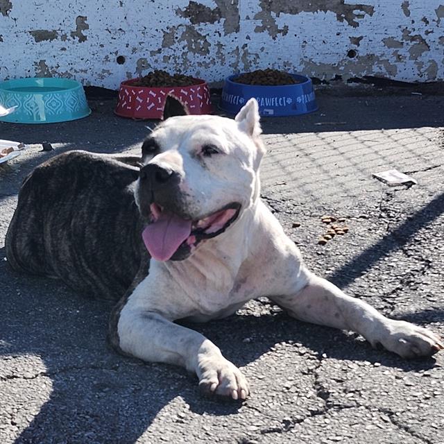 Shelter Stray Female Dog last seen Near BLOCK W HWY 90, 4710 TX-151, San Antonio, TX 78227, USA