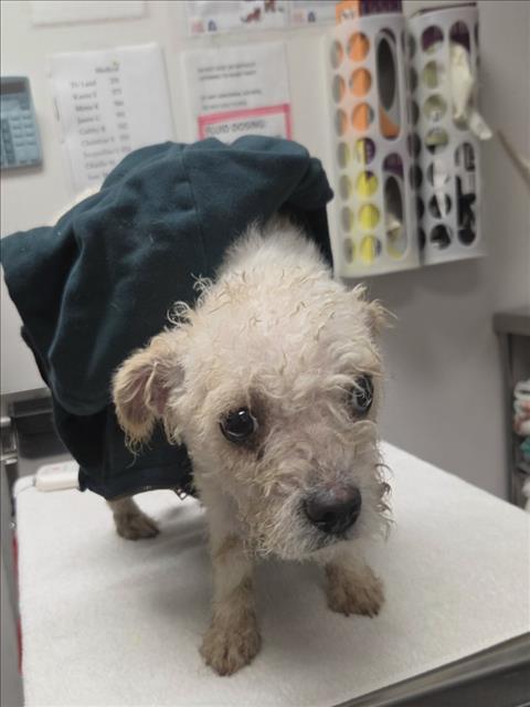 Shelter Stray Male Dog last seen , 14409 Vanowen St, Van Nuys, CA 91405, USA