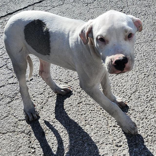 Shelter Stray Male Dog last seen Near BLOCK W HWY 90, 4710 TX-151, San Antonio, TX 78227, USA
