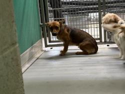 Shelter Stray Female Dog last seen Near BLOCK RANCH ACRE DR, TULARE, CA, Visalia, CA 93292, USA