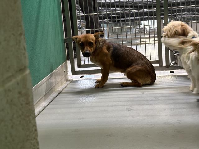 Shelter Stray Female Dog last seen Near BLOCK RANCH ACRE DR, TULARE, CA, Visalia, CA 93292, USA