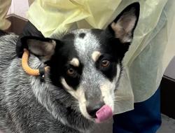 Shelter Stray Male Dog last seen , 4000 N Silverbell Rd, Tucson, AZ 85745, USA