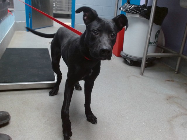 Shelter Stray Male Dog last seen Near BLOCK CLAIRE LN. S.W. 87121, 11800 Sunset Gardens Rd SW, Albuquerque, NM 87121, USA