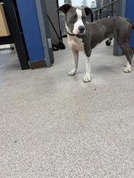 Shelter Stray Female Dog last seen MEADOWCREEK RD, 1601 Airport Rd, Shelby, NC 28150, USA