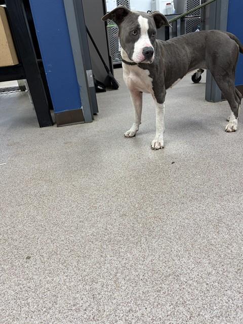 Shelter Stray Female Dog last seen MEADOWCREEK RD, 1601 Airport Rd, Shelby, NC 28150, USA