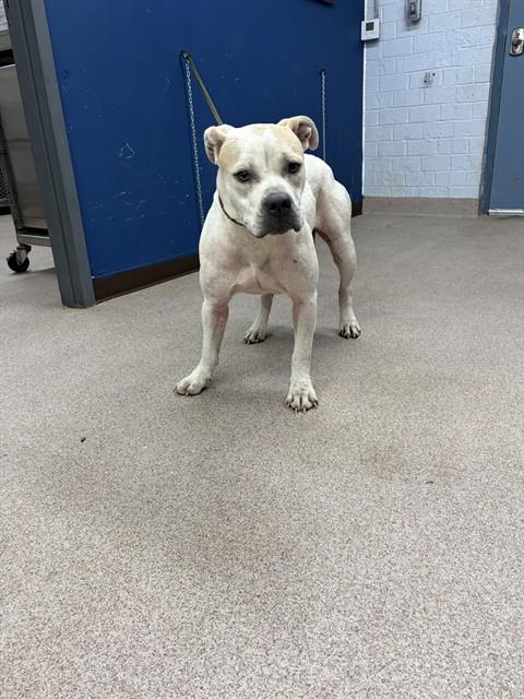 Shelter Stray Female Dog last seen MEADOWCREEK RD, 1601 Airport Rd, Shelby, NC 28150, USA