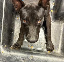 Shelter Stray Male Dog last seen THOMAS RD AND EXTENSION, 1920 S Lewis, Mesa, AZ 85210, USA