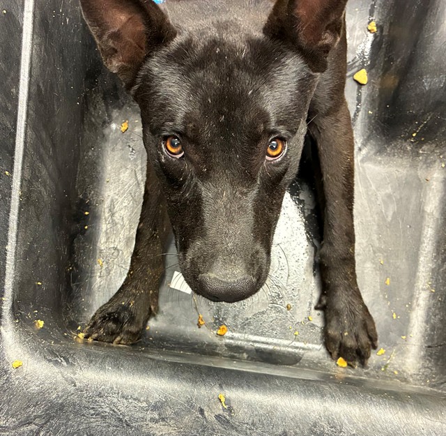 Shelter Stray Male Dog last seen THOMAS RD AND EXTENSION, 1920 S Lewis, Mesa, AZ 85210, USA