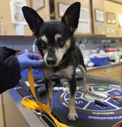Shelter Stray Male Dog last seen TYLER ST/ HOLE AVE, 6851 Van Buren Boulevard, Jurupa Valley, CA 92509, USA